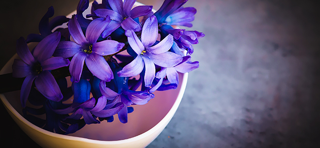 Violet Beitragsbild 2 Farbe Lila Blumen