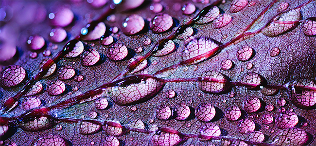 Violet Beitragsbild farbe lila blatt tropfen perlen Reflektion Licht Spiegelung